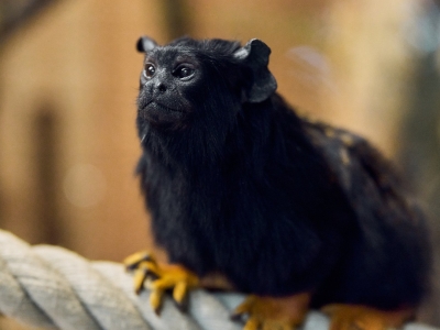 Roodhandtamarin - De Zonnegloed - Dierenpark - Dieren opvangcentrum - Sanctuary